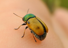 Cryptocephalus laetus