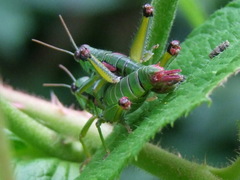 Odontopodisma decipiens