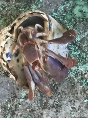 Coenobita clypeatus