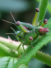 Odontopodisma decipiens
