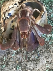 Coenobita clypeatus