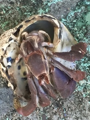 Coenobita clypeatus