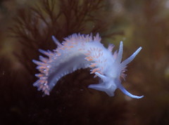 Carronella pellucida