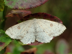 Cyclophora albipunctata