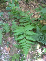 Macrothelypteris