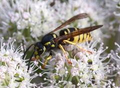Vespula austriaca