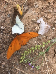 Dryas iulia