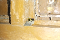 Sceliphron madraspatanum