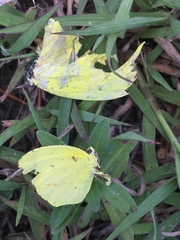 Coliadinae