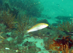 Stethojulis interrupta