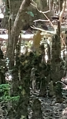 Trichonephila clavipes
