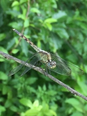 Erythrodiplax umbrata
