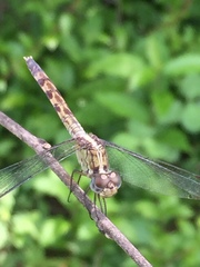 Erythrodiplax umbrata