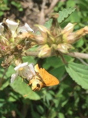 Hylephila phyleus