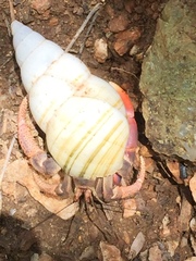 Coenobita clypeatus