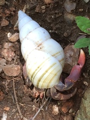 Coenobita clypeatus