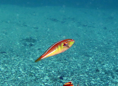 Stethojulis interrupta