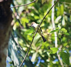 Myiarchus tuberculifer