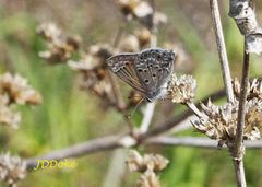 Strymon bubastus bubastus