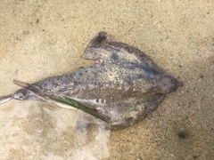 Ogcocephalus vespertilio