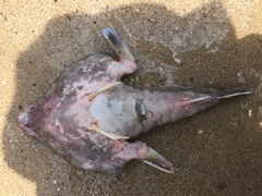 Ogcocephalus vespertilio