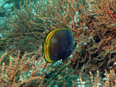 Chaetodon flavirostris
