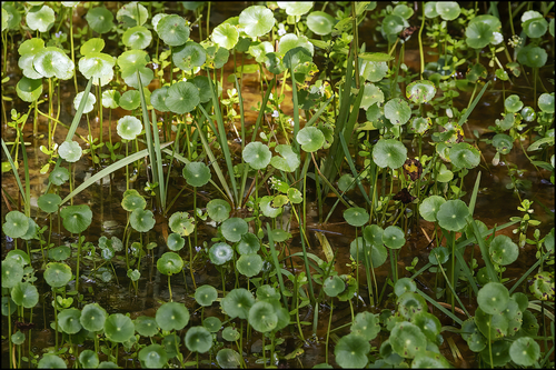 Hydrocotyle umbellata image