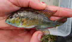 Astatotilapia calliptera