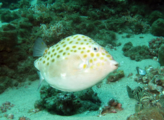 Anoplocapros inermis