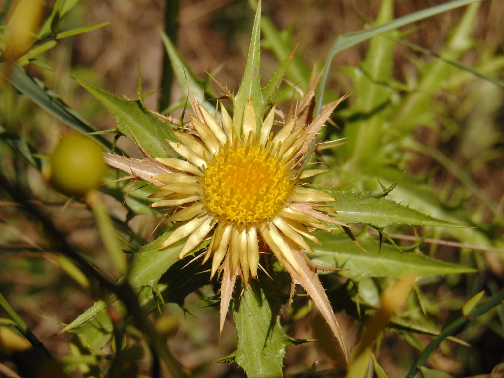Carlina corymbosa (Carlina corymbosa)