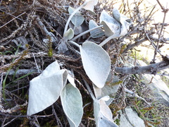 Brachyglottis haastii