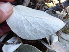 Brachyglottis haastii