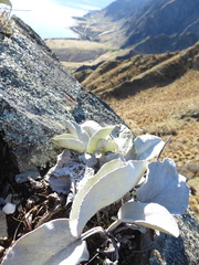 Brachyglottis haastii
