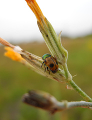 Cryptocephalus laetus