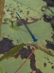 Pseudagrion malabaricum