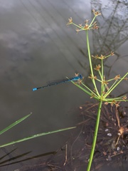 Pseudagrion malabaricum