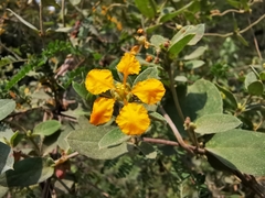 Aspicarpa hirtella