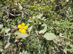 Aspicarpa hirtella