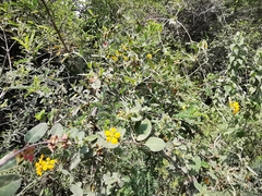 Aspicarpa hirtella