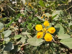 Aspicarpa hirtella