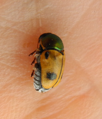 Cryptocephalus laetus