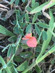 Macroptilium gibbosifolium