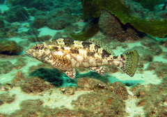 Chironemus marmoratus