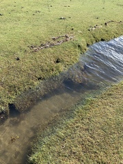 Puccinellia maritima