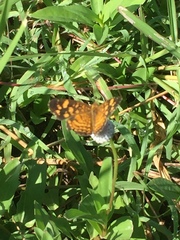 Anthanassa frisia