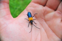 Desmocerus palliatus