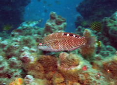 Pseudolabrus luculentus