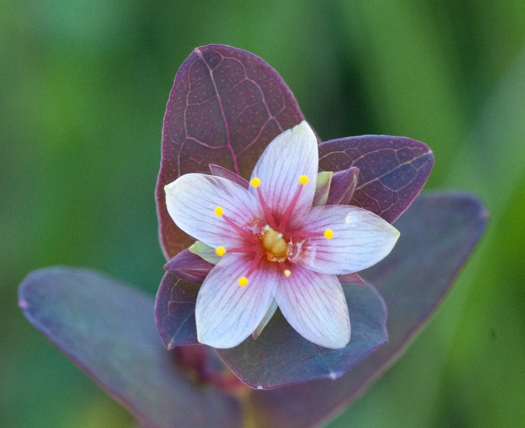 Fraser's marsh St. John's-wort