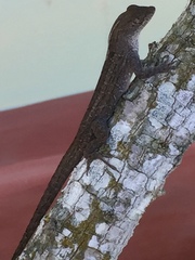Anolis sagrei