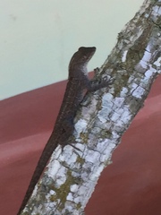 Anolis sagrei